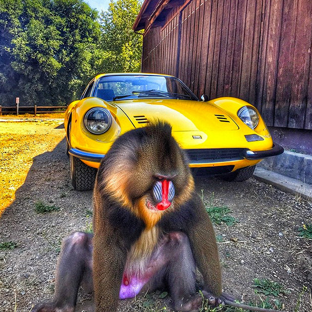 9 Photos That Will Make You Want To #drivetastefully